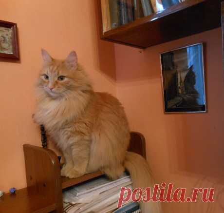 Путешествие по полкам