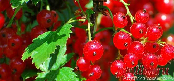 Простые рецепты приготовления вина из красной смородины