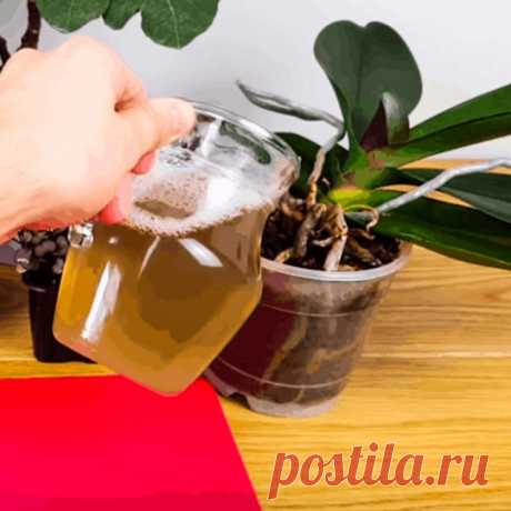 Картопляна шкірка — це все, що потрібно для орхідей. Рецепт кращого добрива для пишного цвітіння — Cikavopro.com
