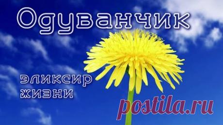 ОДУВАНЧИК - ЭЛИКСИР ЖИЗНИ!