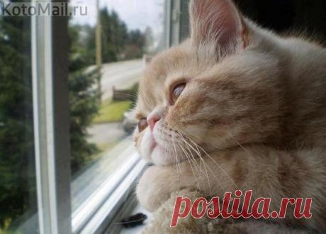 Я весь в своих мечтах...