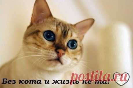 Без кота и жизнь не та