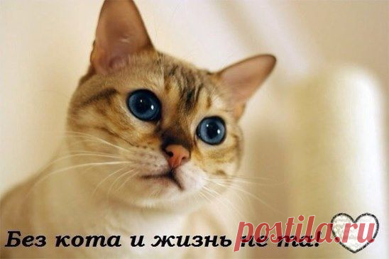 Без кота и жизнь не та