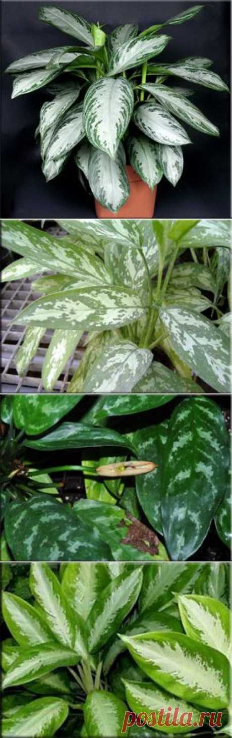 Аглаонема (Aglaonema). Описание, виды и уход за аглаонемой
