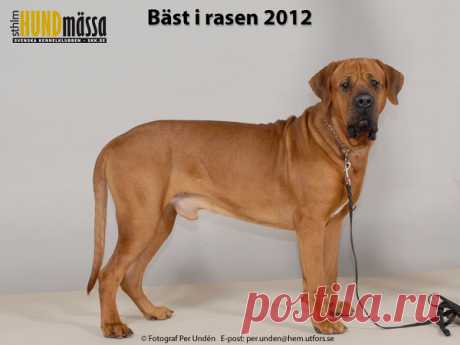 TOSA Domare:   FERNANDEZ-RENAU CARLOS, SPANIEN  NORD V-11 SE V-10 SE V-11 MASSIVE DOG'S AKIRA Ägare: LEVIN LINDA, ÖREBRO Uppfödare: LEVIN LINDA, HANSSON JONAS, ÖREBRO
