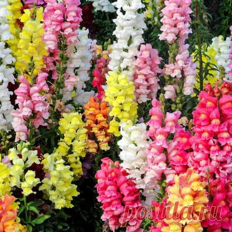 Львиный зев: выращивание и уход — FloweryVale.ru