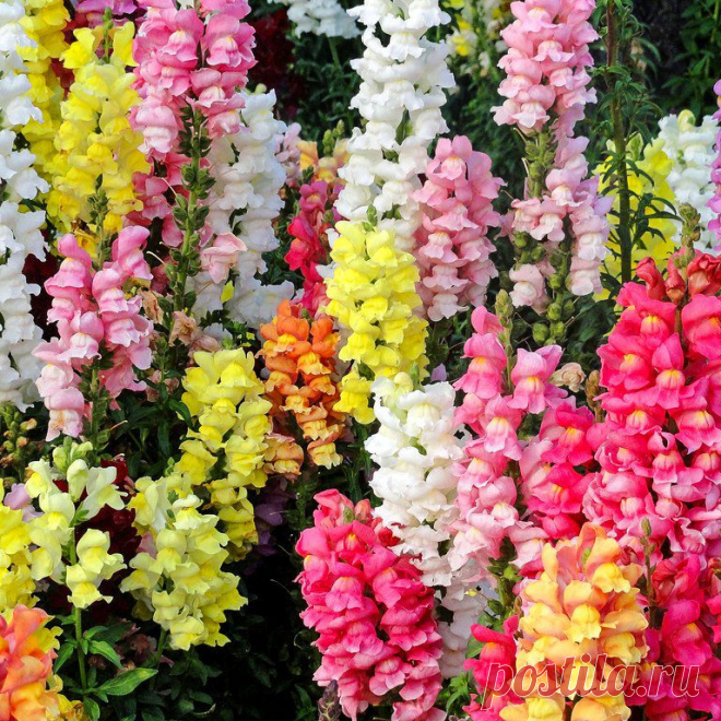Львиный зев: выращивание и уход — FloweryVale.ru