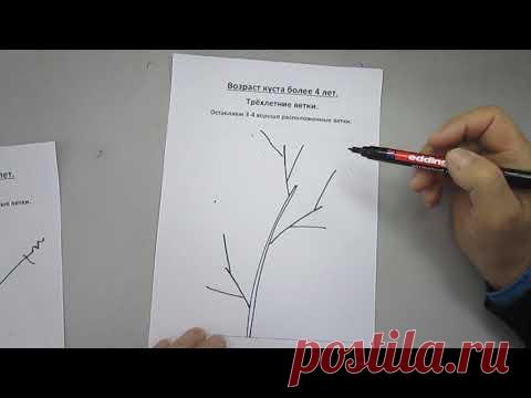 Схема обрезки чёрной смородины