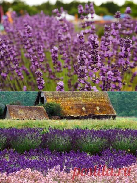 Фестиваль лаванды в Секиме, штат Вашингтон, США.Лаванда (Lavandula) - исключительно декоративный ароматический вечнозеленый полукустарник. Узкие листья лаванды - красивого серебристого цвета. Колоски цветов лаванды, необычайно привлекательные для пчел и бабочек, бывают лиловыми, сиреневыми, розовыми, голубыми и белыми. Увидев однажды лаванду на пике ее цветения и ощутив ее холодный изысканный аромат, невозможно не влюбиться в это растение навсегда.