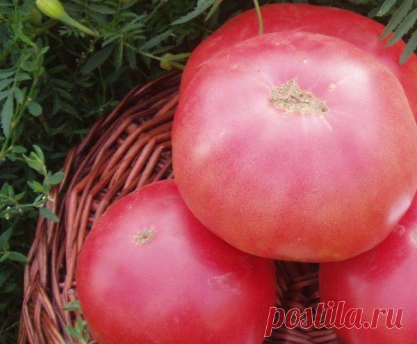 Какие сорта томатов посадить, чтобы получить хороший урожай