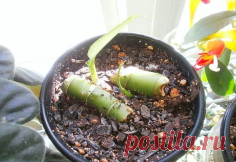 Как размножать диффенбахию в домашних условиях