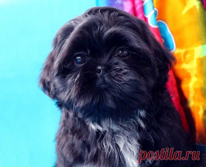 красивый щенок ши-тцу редкого черного окраса предлагается