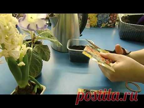 🌱Посев Гибискуса в кипяток ! Взошел на 2-й день ! Всхожесть 100% Это неизбежно 🌱