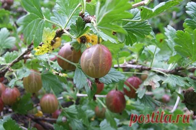 Культура лёгкого ухода. Как добиться, чтобы крыжовник исправно давал урожай Культура лёгкого ухода всегда исправно даёт хороший урожай. Если сравнивать крыжовник и смородину, то крыжовник является более неприхотливым ягодным кустарником, а также выдерживает самые сильные морозы — свыше сорока градусов.