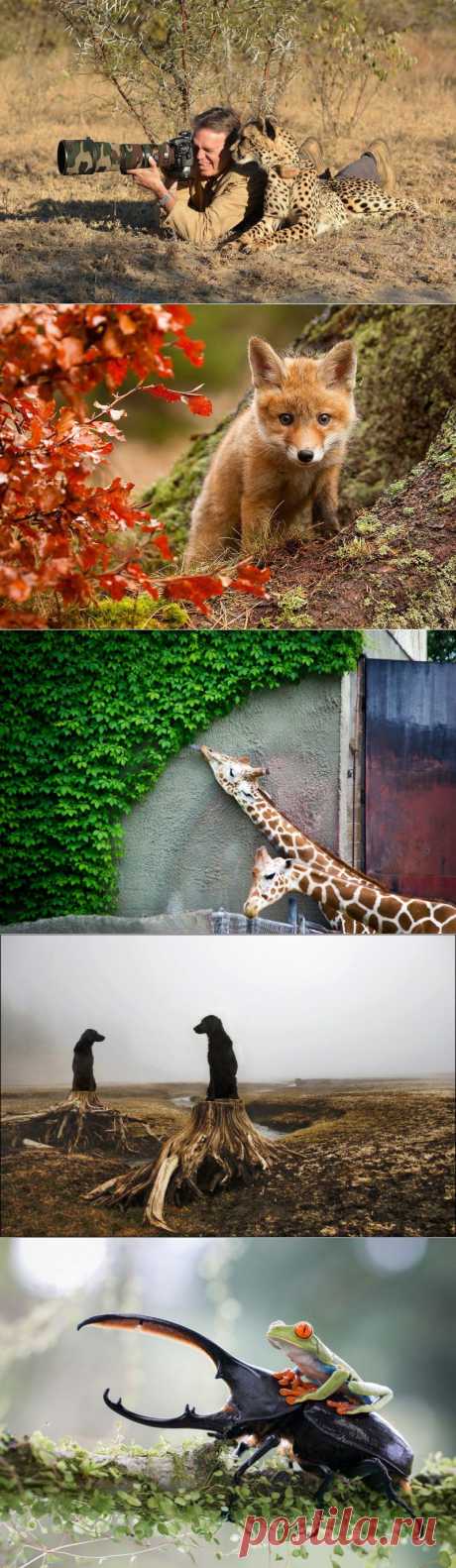 5 фотографий с животными за февраль - в блоге Blogbaster.org