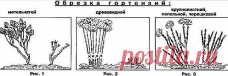 Обрезка метельчатой гортензии. Когда и как надо ее делать?
 Метельчатую гортензию рекомендуют обрезать весной, оставляя 2-3 пары почек на приростах прошедшего (то есть последнего) года. 
Также вырезают загущающие ветки.
А вот с обрезкой поврежденных побегов лучше повременить до того, как листья распустятся на кусте. Кора у гортензий бывает, шелушится, слезает полосками. Отличить критическое облезание от нормального не всегда можно сразу.