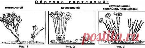 Обрезка метельчатой гортензии. Когда и как надо ее делать?
 Метельчатую гортензию рекомендуют обрезать весной, оставляя 2-3 пары почек на приростах прошедшего (то есть последнего) года. 
Также вырезают загущающие ветки.
А вот с обрезкой поврежденных побегов лучше повременить до того, как листья распустятся на кусте. Кора у гортензий бывает, шелушится, слезает полосками. Отличить критическое облезание от нормального не всегда можно сразу.