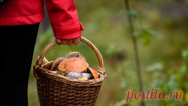 Россиянам рассказали, что делать при отравлении ложными грибами. Человеку, который съел ложный гриб, важно сразу же вызвать скорую помощь. Об этом рассказал старший преподаватель кафедры биологии и экологии растений КубГУ, миколог Доменик Кассанелли, передает Pravda.Ru. Он напомнил, что употребление ...