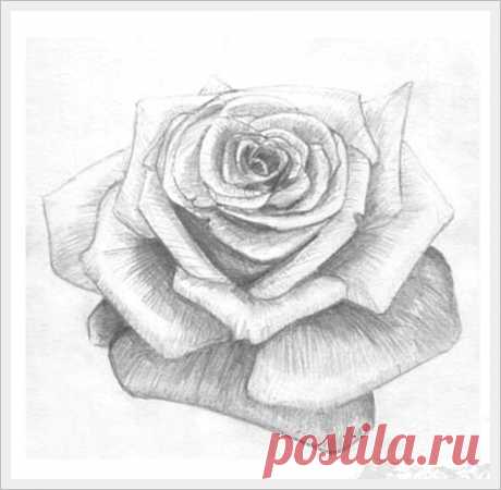 Роза. Рисуем простым карандашом.