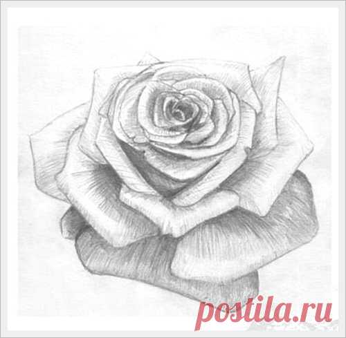 Роза. Рисуем простым карандашом.