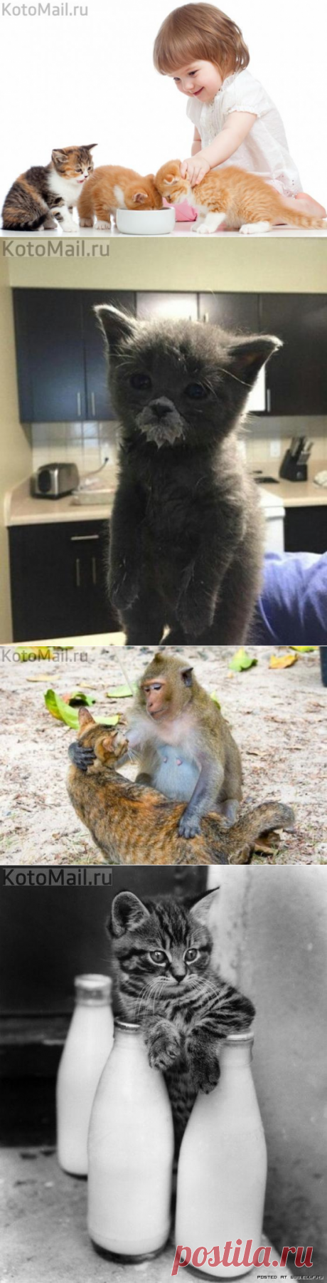 Пейте, детки, молоко - будете здоровы! | KotoMail.ru