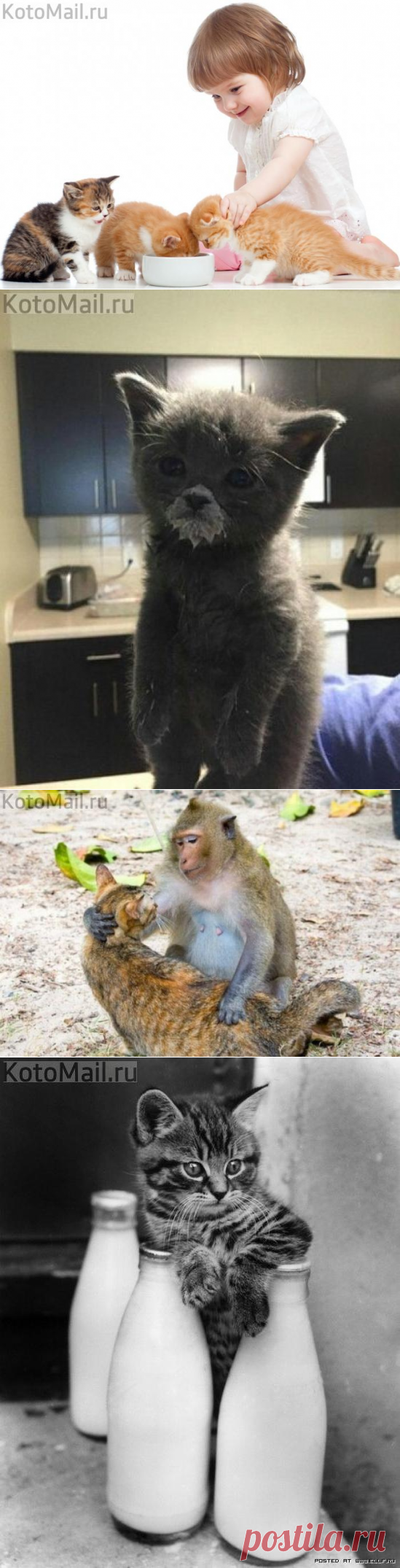 Пейте, детки, молоко - будете здоровы! | KotoMail.ru