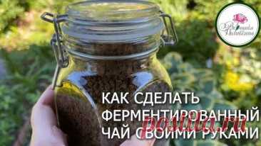 Как заготовить отличный чай не выходя с участка: ферментируем и сушим листья плодовых и ягодных | Садовый клуб. Вероника Поливкина | Дзен
