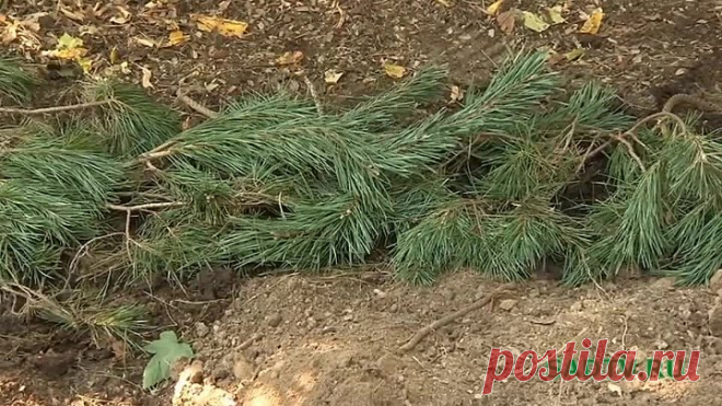 Как из старого куста смородины получить много новых.