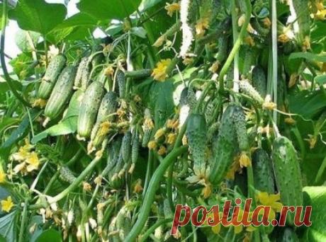 БОР ПОМОЖЕТ В УВЕЛИЧЕНИИ ЗАВЯЗЕЙ! ХОТИМ ПОДЕЛИТЬСЯ С ВАМИ ОДНИМ МАЛЕНЬКИМ СЕКРЕТИКОМ ПОВЫШЕНИЯ УРОЖАЙНОСТИ… — Копилочка полезных советов