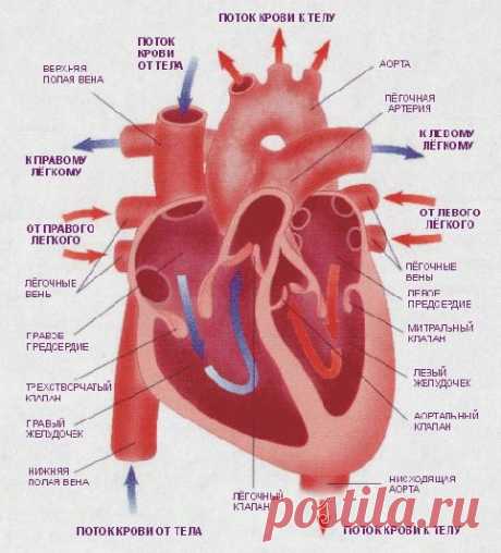 Существует мнение, что в трех вещах разбирается каждый — в противоположном поле, политике и в вопросах сохранения здоровья,