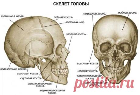 Учитель биологии!