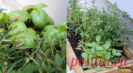 Как вырастить зелень на подоконнике: полное руководство