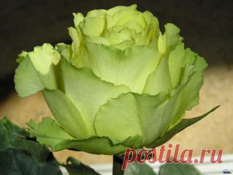 Роза