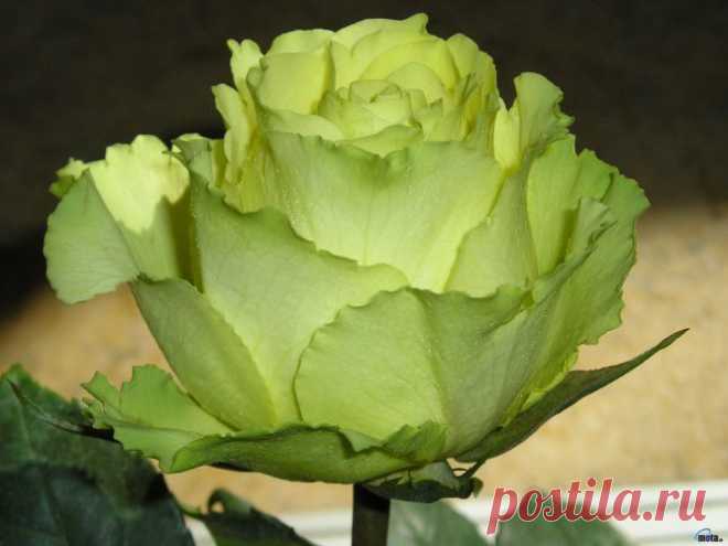 Роза