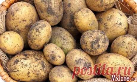 Пошли копать картошку - картофель, картошка, драчена, цепелен