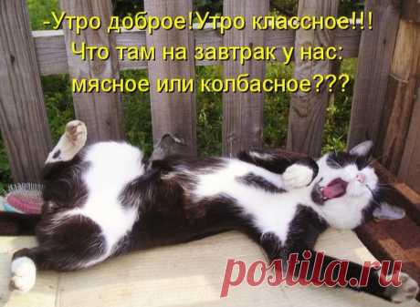Без кота и жизнь не та