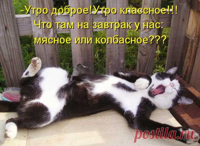Без кота и жизнь не та