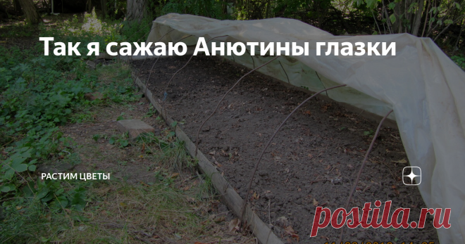Так я сажаю Анютины глазки Здравствуйте! Вчера посадила в холодный парник Анютки. Так я делаю несколько лет подряд. Растения зимуют на улице, морозе и под снегом. А весной получаются пышные, многостебельные и многоцветковые кустики.
Для фото специально включила дату и время.
Сажаю в парник, он служит уже второй год, проверенный. Заранее его почистила, порыхлила и полила.
Парник располагается в тени деревьев, около речки. Дл