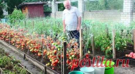 Технология, агротехника выращивания томатов и перцев Владимира Ивановича Телицына из Нижнего Новгорода. Сорта. СУПЕР!!!!