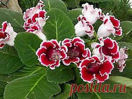 Глоксиния — Gloxinia, и Синнингия, (синингия) — Sinningia