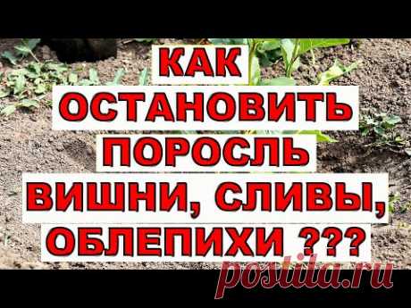 КАК ОСТАНОВИТЬ ПОРОСЛЬ ВИШНИ