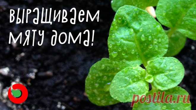 Как посеять мяту дома? Выращивание мяты на подоконнике из семян.