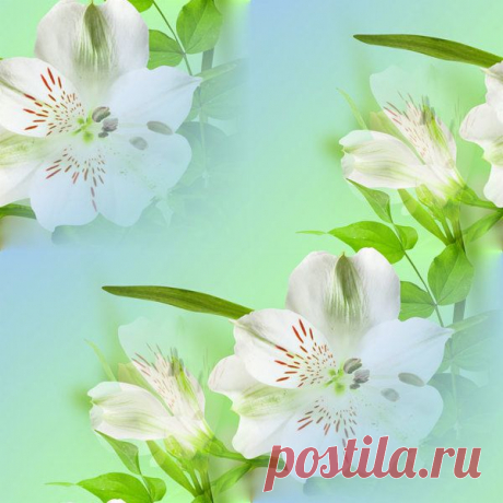 фоны однотонные прозрачные: 2 тыс изображений найдено в Яндекс.Картинках