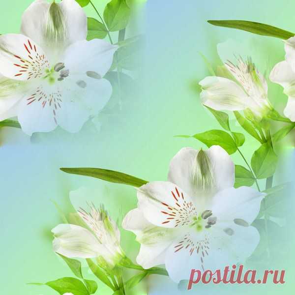 фоны однотонные прозрачные: 2 тыс изображений найдено в Яндекс.Картинках