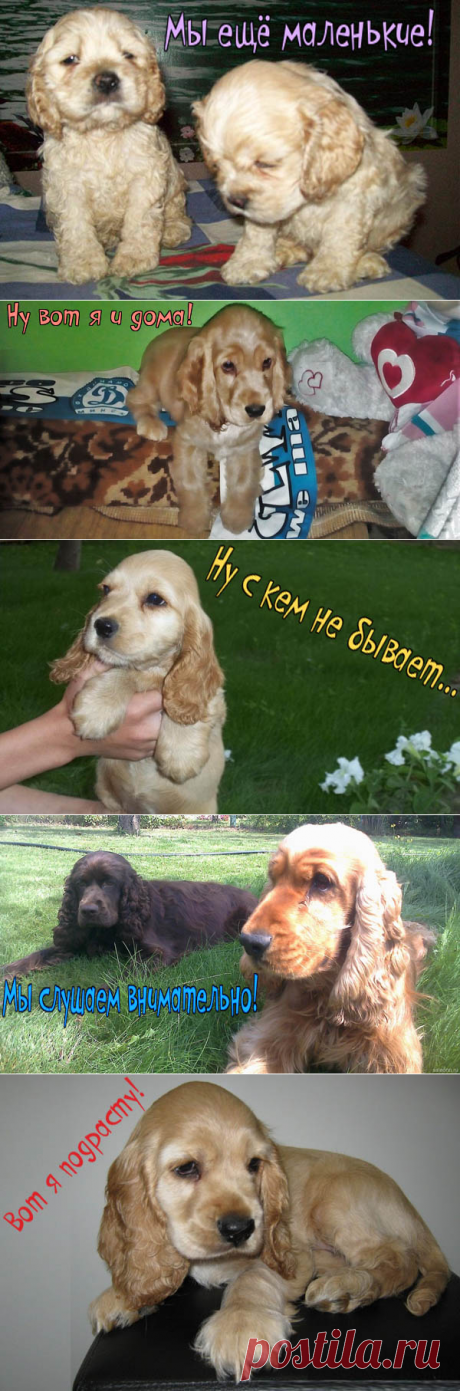 ПОЧТИ ВСЁ О СОБАКАХ (Галина Леонова)
