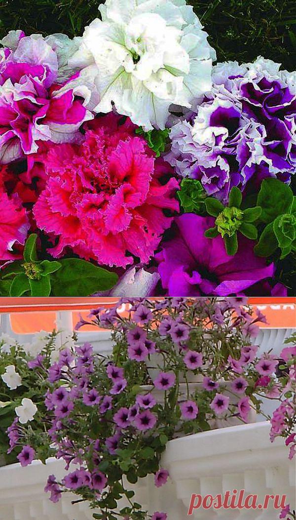 СЕКРЕТЫ КРАСИВОЙ ПЕТУНИИ | Самоцветик
