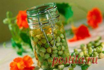 Каперсы из семян настурции - рецепты приготовления маринованных и соленых каперсов, видео Если у вас появилась возможность раздобыть семена настурции, обязательно воспользуйтесь ею и приготовьте каперсы. Неординарная провизия сможет внести необычный привкус в стандартные салаты и супы.