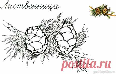 Раскраска. Лиственница