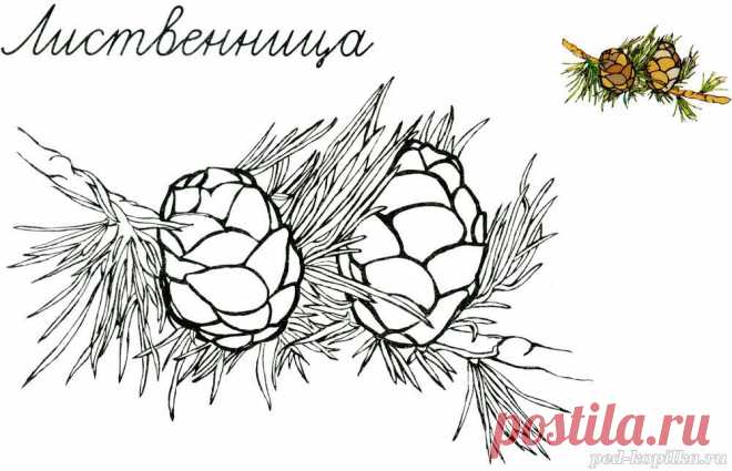 Раскраска. Лиственница