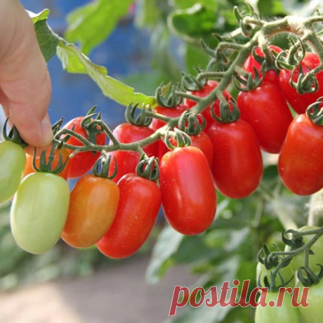 Комнатные томаты: сорта с фото | Антонов Сад | Яндекс Дзен
